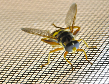 Insect Mesh