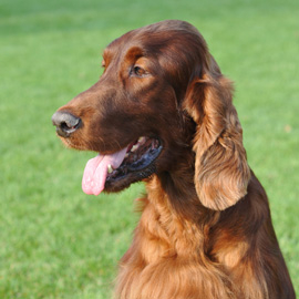 Large Dog Fences