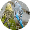 Aviary Mesh