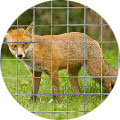 Fox Protection